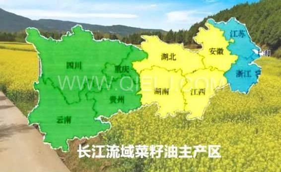 濃香菜籽油成套設備，企鵝糧油機械品質出眾(圖1)