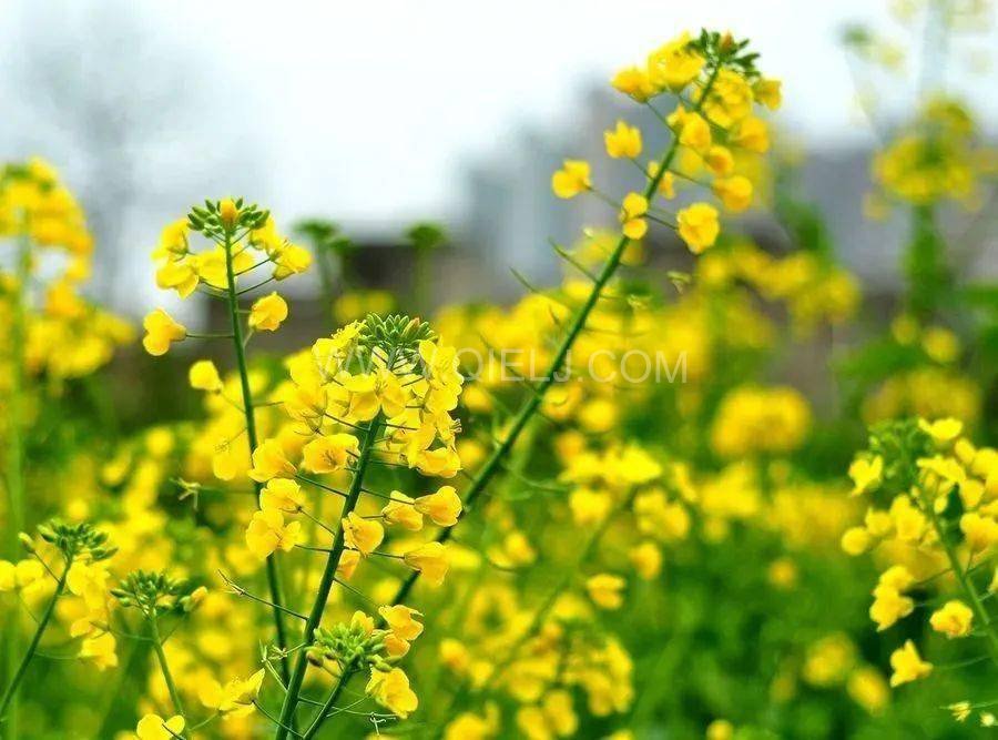 西藏企鵝糧油機(jī)械設(shè)備案例之墨竹工卡縣小油菜榨油廠項(xiàng)目(圖6) 西藏企鵝糧油機(jī)械設(shè)備案例之墨竹工卡縣小油菜榨油廠項(xiàng)目(圖6)
