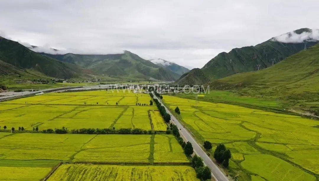 西藏企鵝糧油機(jī)械設(shè)備案例之墨竹工卡縣小油菜榨油廠項(xiàng)目(圖7) 西藏企鵝糧油機(jī)械設(shè)備案例之墨竹工卡縣小油菜榨油廠項(xiàng)目(圖7)